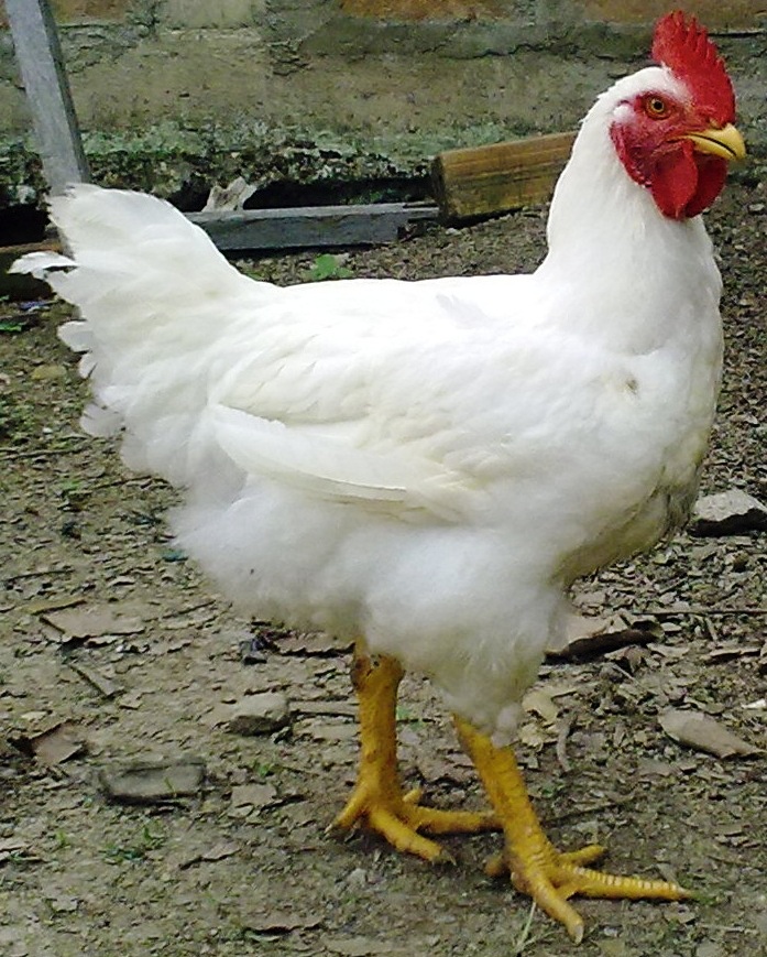 Gà công nghiệp